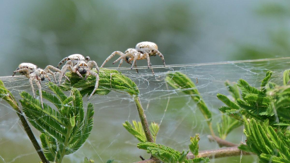 Así ha sido la evolución de las arañas para volverse más sociales