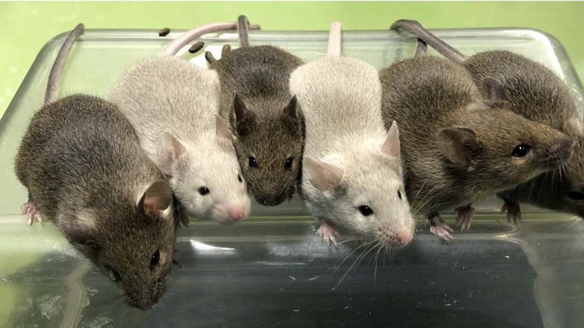 Ratones adultos obtenidos a partir del experimento. 