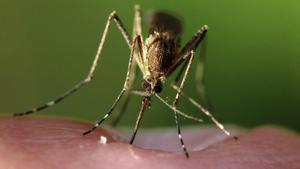 Cómo repeler a los mosquitos: Los mejores trucos y remedios