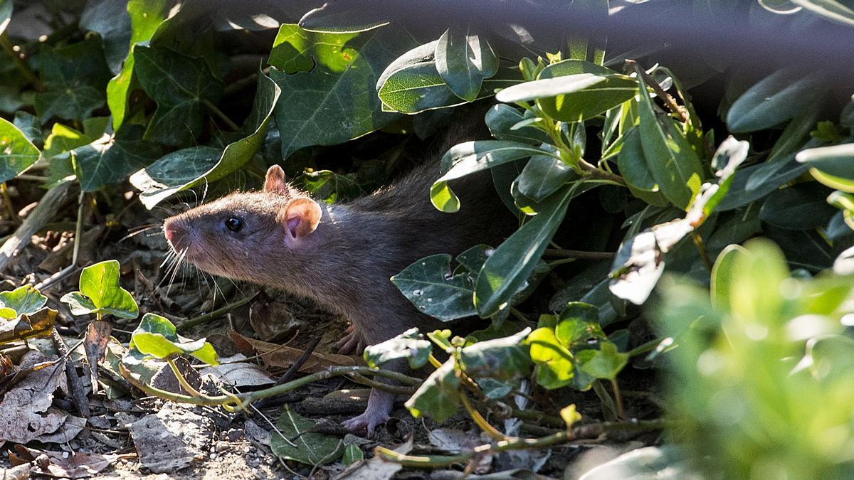 rat à Barcelone