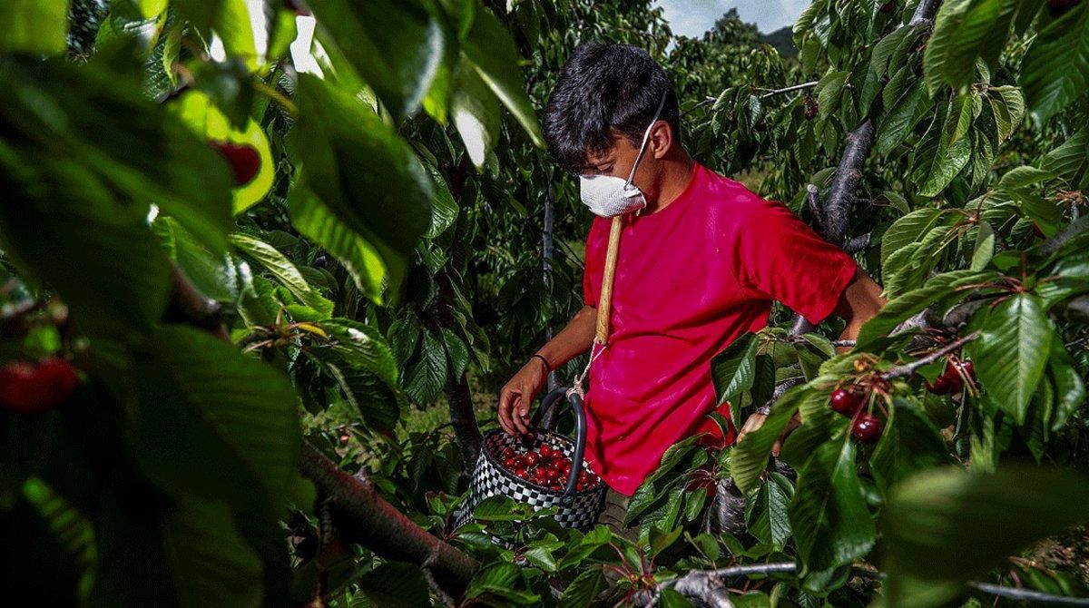 Un temporero recoge cerezas en el municipio cacereño de Rebollar, en el valle del Jerte, el pasado 5 de mayo. Un temporero recoge cerezas en el municipio cacereño de Rebollar, en el valle del Jerte, el pasado 5 de mayo.