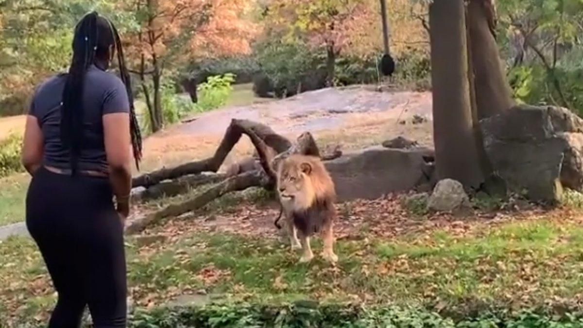 ’La mujer que no temía a los leones’, Myah Autry, ha sido arrestada en Nueva York. ’La mujer que no temía a los leones’, Myah Autry, ha sido arrestada en Nueva York.