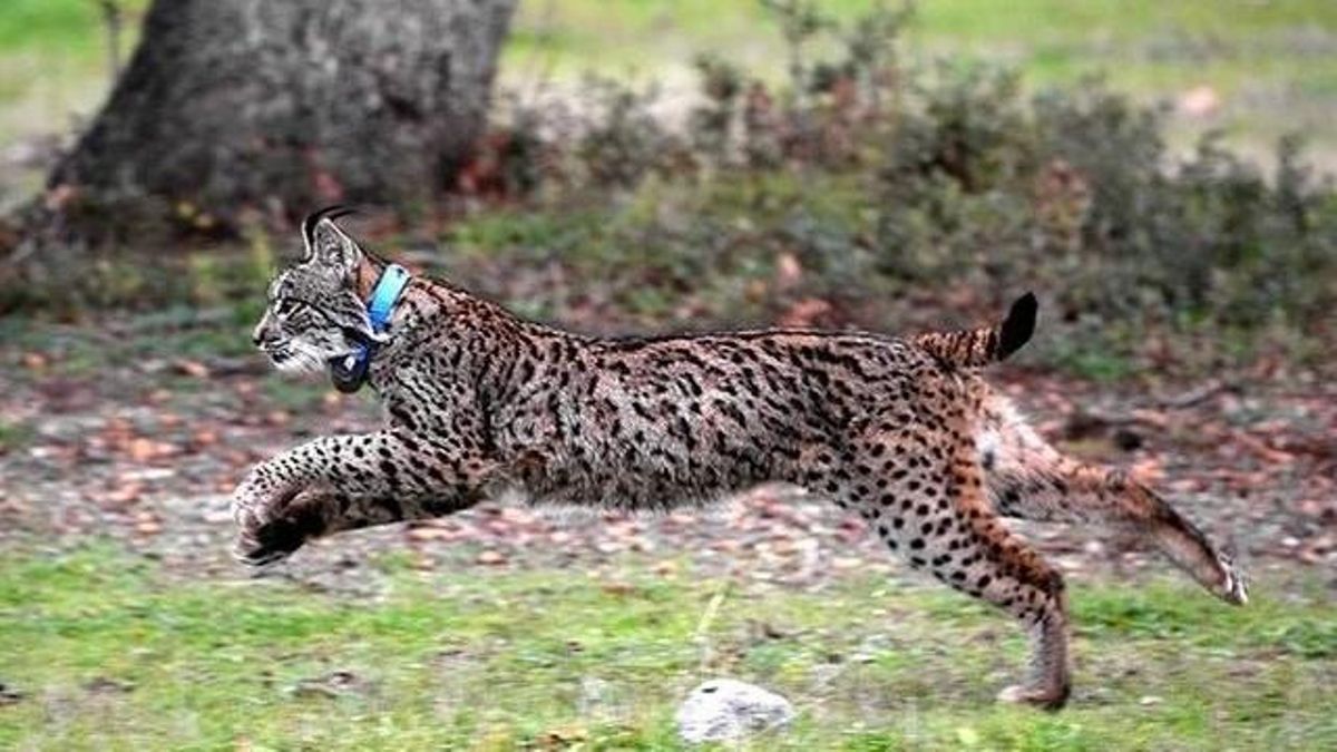 Ejemplar de lince ibérico. Ejemplar de lince ibérico.