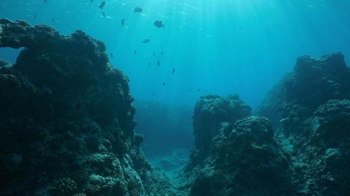 Impulsada una investigación sobre el estado de especies marinas en aguas de las Pitiusas