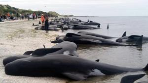 700 ballenas mueren en un mes en playas del Pacífico: ¿Qué está sucediendo?