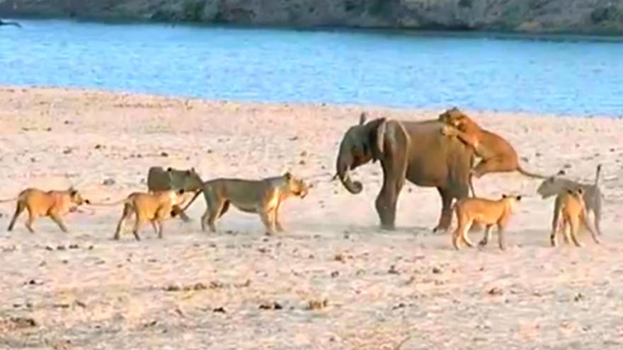 Un elefante contra 14 leones, el viral del momento