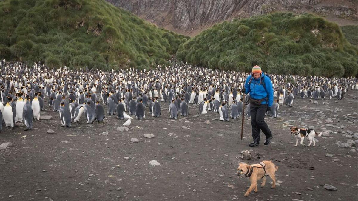 Una colonia de pingüinos, junto a un científico y dos de los perros que han participado en la localización de ratas en la isla Georgia del Sur o de San Pedro.