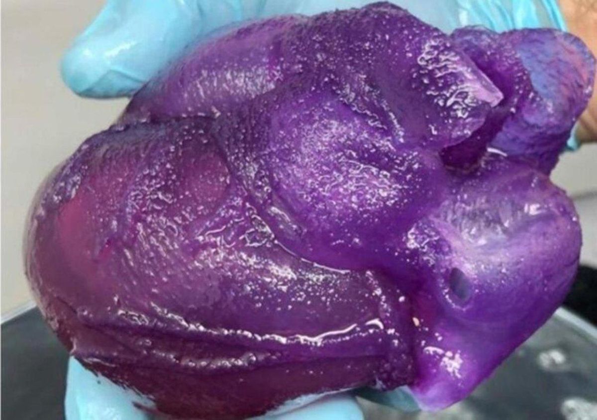 Crean el primer modelo de corazón humano en 3D Crean el primer modelo de corazón humano en 3D