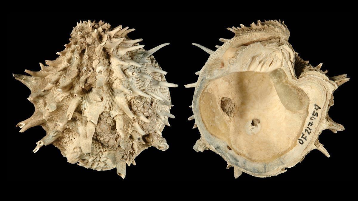 Muestra de fósiles de moluscos estudiados en esta nueva investigación