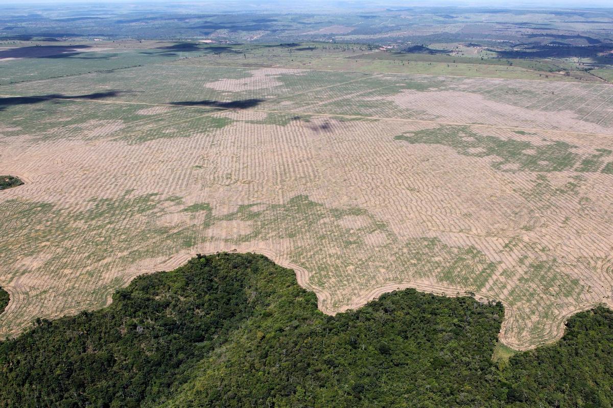 Récord de deforestación en el Amazonas brasileño el primer trimestre de este año