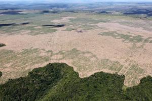 Récord de deforestación en el Amazonas brasileño el primer trimestre de este año
