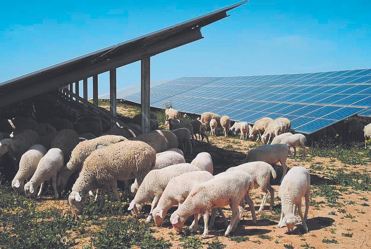 Ovejas en la planta fotovoltaica de Iberdrola en Teruel Ovejas en la planta fotovoltaica de Iberdrola en Teruel