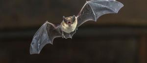 Las células de los murciélagos no se infectan de covid