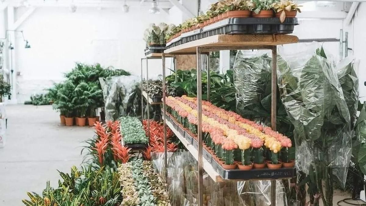 El bosque urbano de Maison Bouture, lleno de gangas vegetales durante el fin de semana. El bosque urbano de Maison Bouture, lleno de gangas vegetales durante el fin de semana.