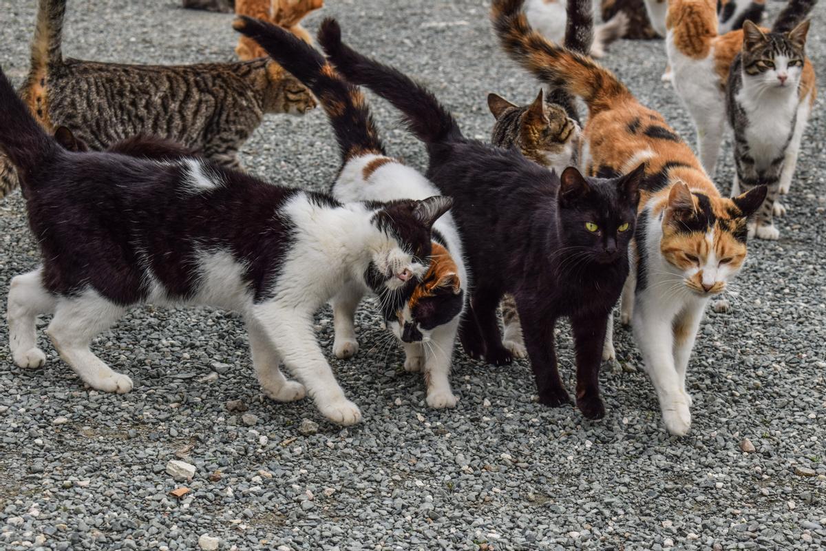 Un virus está diezmando a los gatos en Chipre