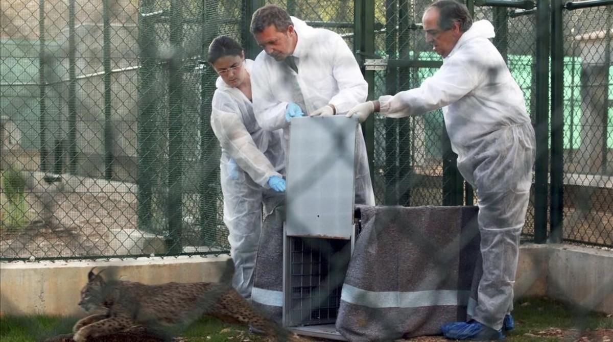 Uno de los ejemplares de lince ibérico trasladados del Algarve a España. Uno de los ejemplares de lince ibérico trasladados del Algarve a España.