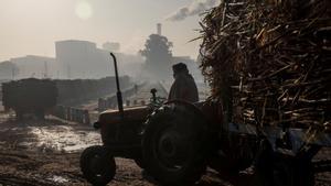 Un agricultor espera para descargar la carga de caña de azúcar que lleva en el tractor, en Baghpat (India). 