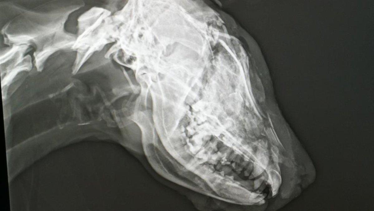 Radiografía del cráneo de la perra.
