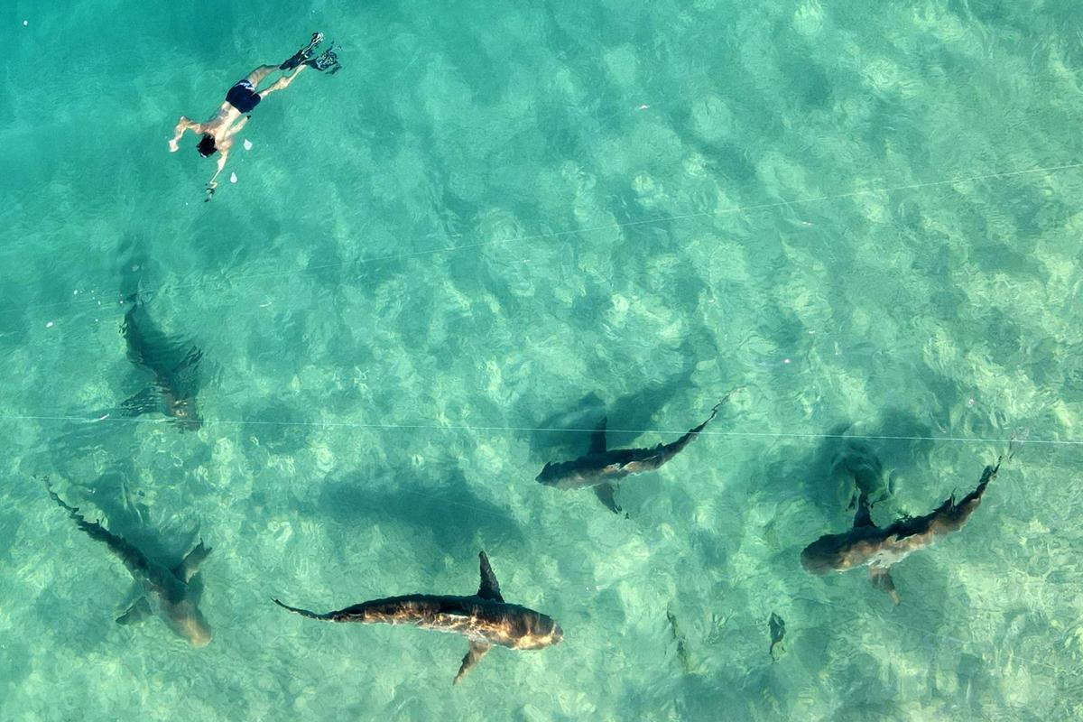 Decenas de tiburones frente a la costa del norte de Israel, donde las aguas del Mediterráneo son más cálidas. El fenómeno atrae a la gente por una rara oportunidad de examinar de cerca al animal salvaje.
