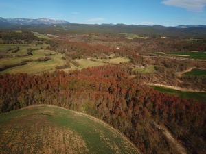El canvi climàtic desferma els fongs als boscos catalans
