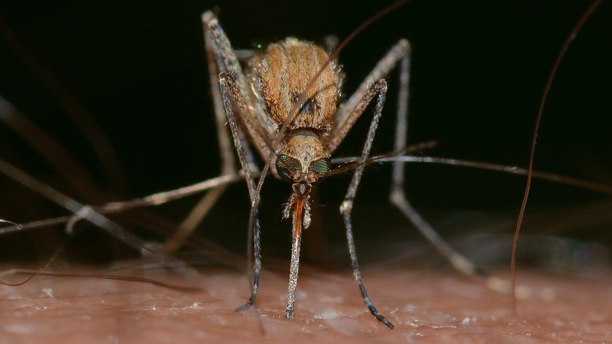 Los mosquitos tienen mecanismos neuronales para asegurarse de que siempre pueden oler a los humanos