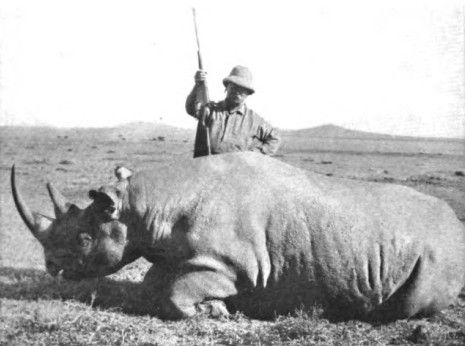 Los cuernos de los rinocerontes se han encogido Durante el último siglo a causa de la caza furtiva