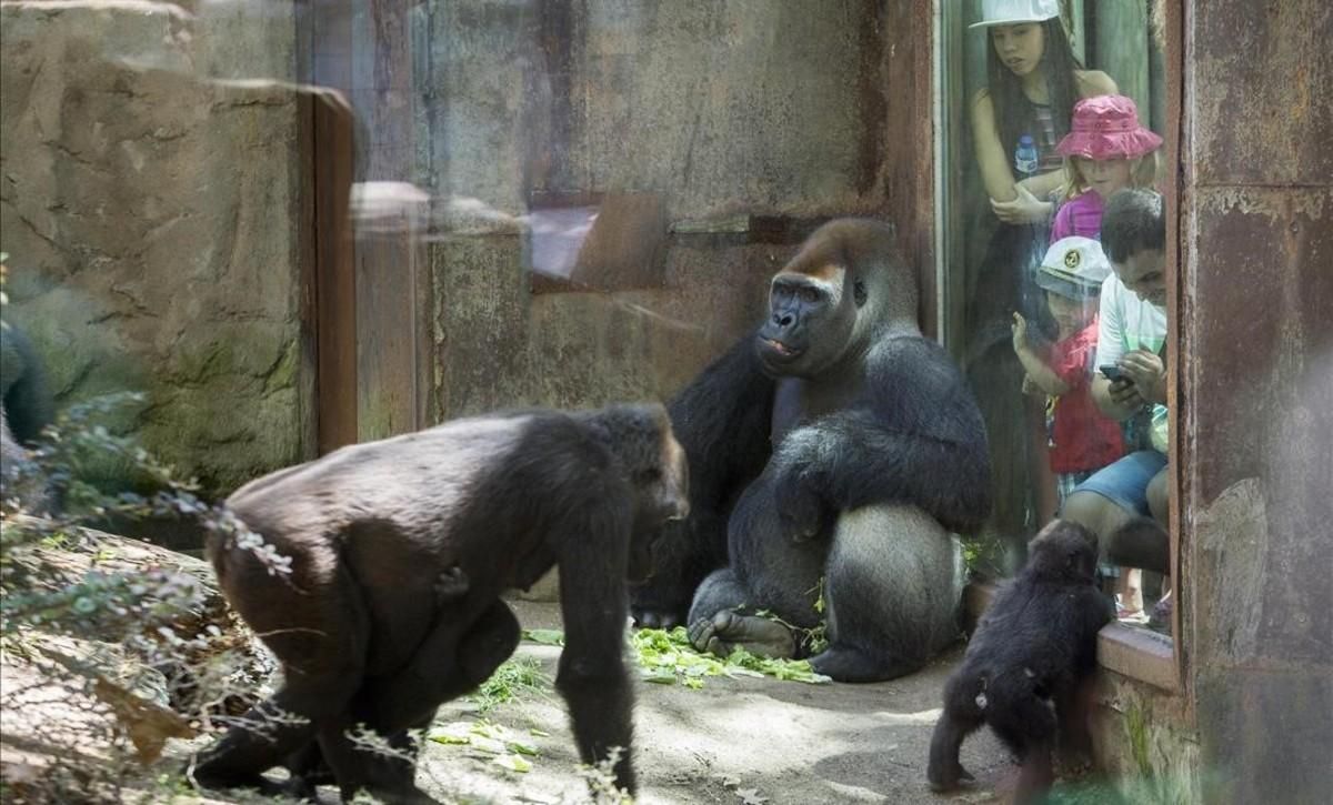 Instalación de los gorilas en el zoo de Barcelona. Instalación de los gorilas en el zoo de Barcelona.