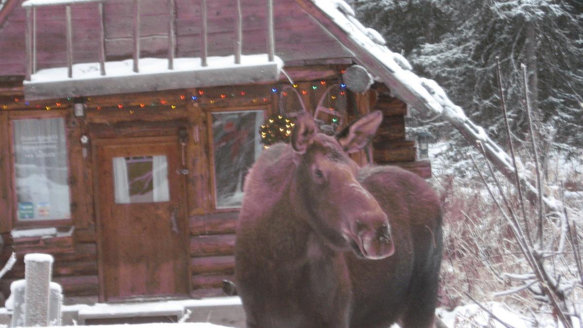 Un alce delante de una cabaña en Alaska.