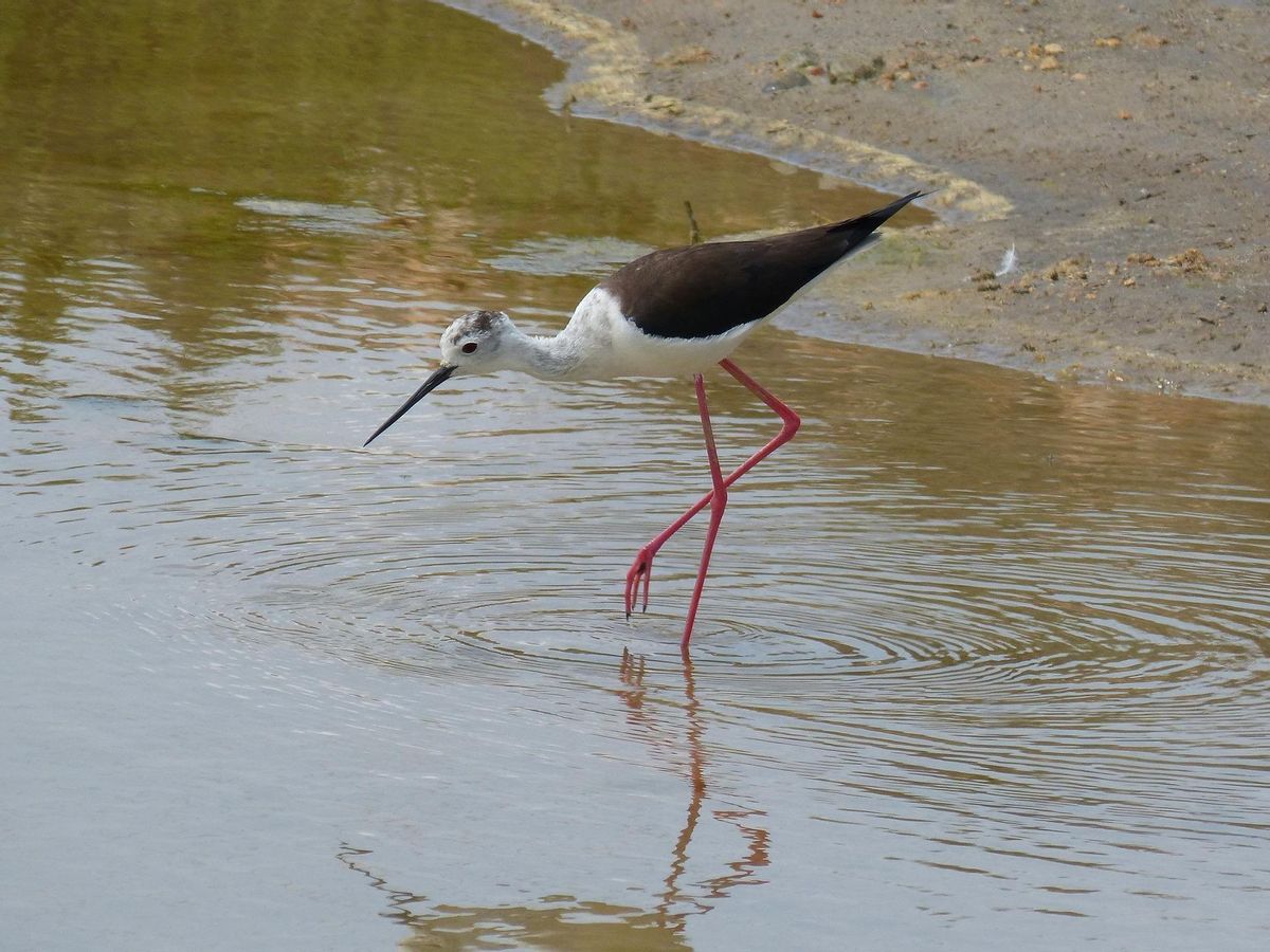 El mundo asiste a una 'hecatombe de las aves', con el 48% de especies en retroceso El mundo asiste a una 'hecatombe de las aves', con el 48% de especies en retroceso