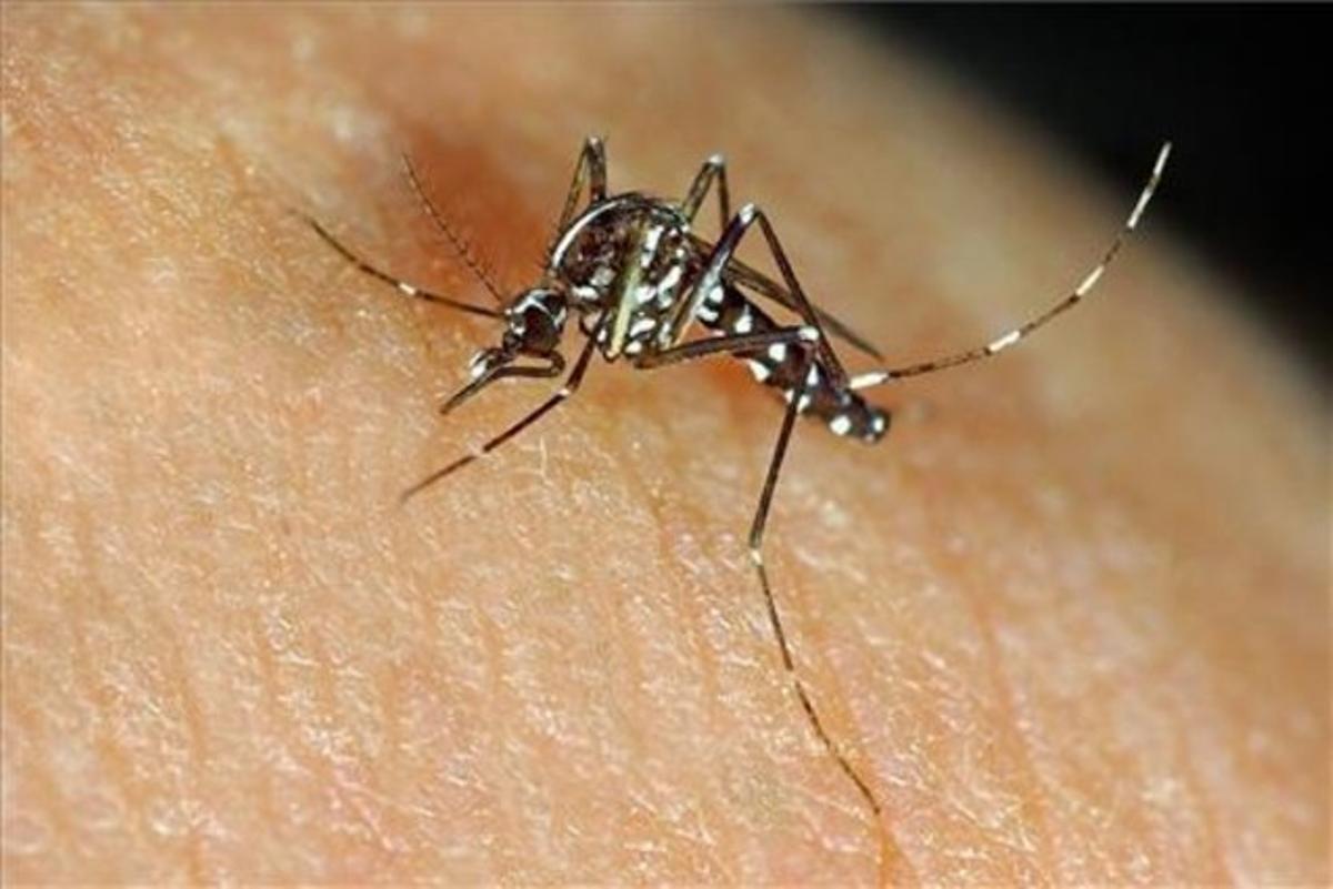 El mosquito tigre es vector potencial de transmisión de enfermedades como el dengue o el chikungunya.