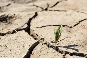 La sequía hace estragos en Catalunya desde hace meses