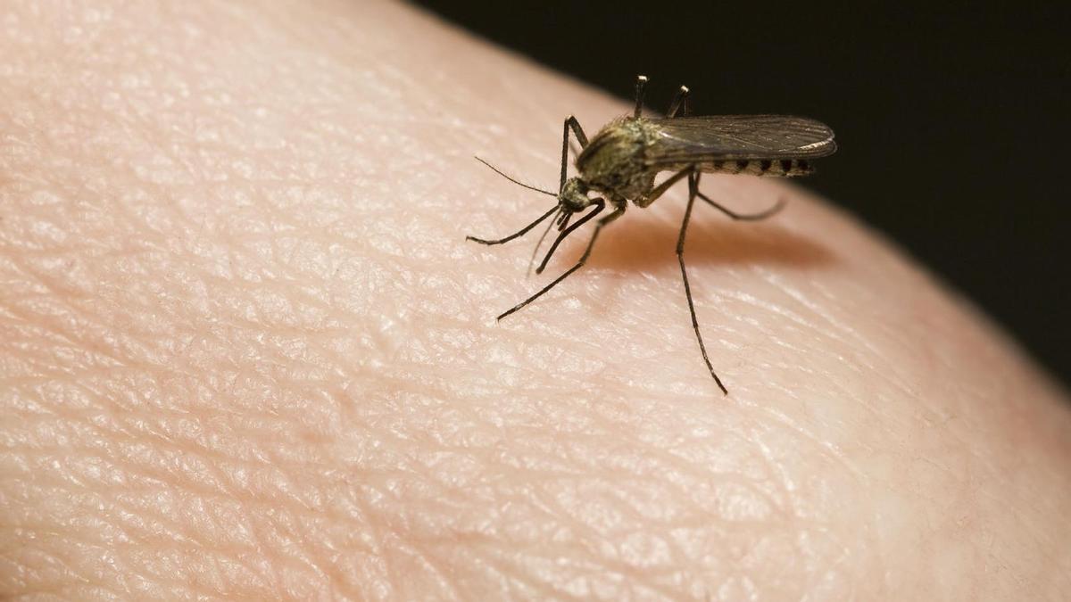 ¿Por qué los mosquitos pican a unas personas y a otras no?