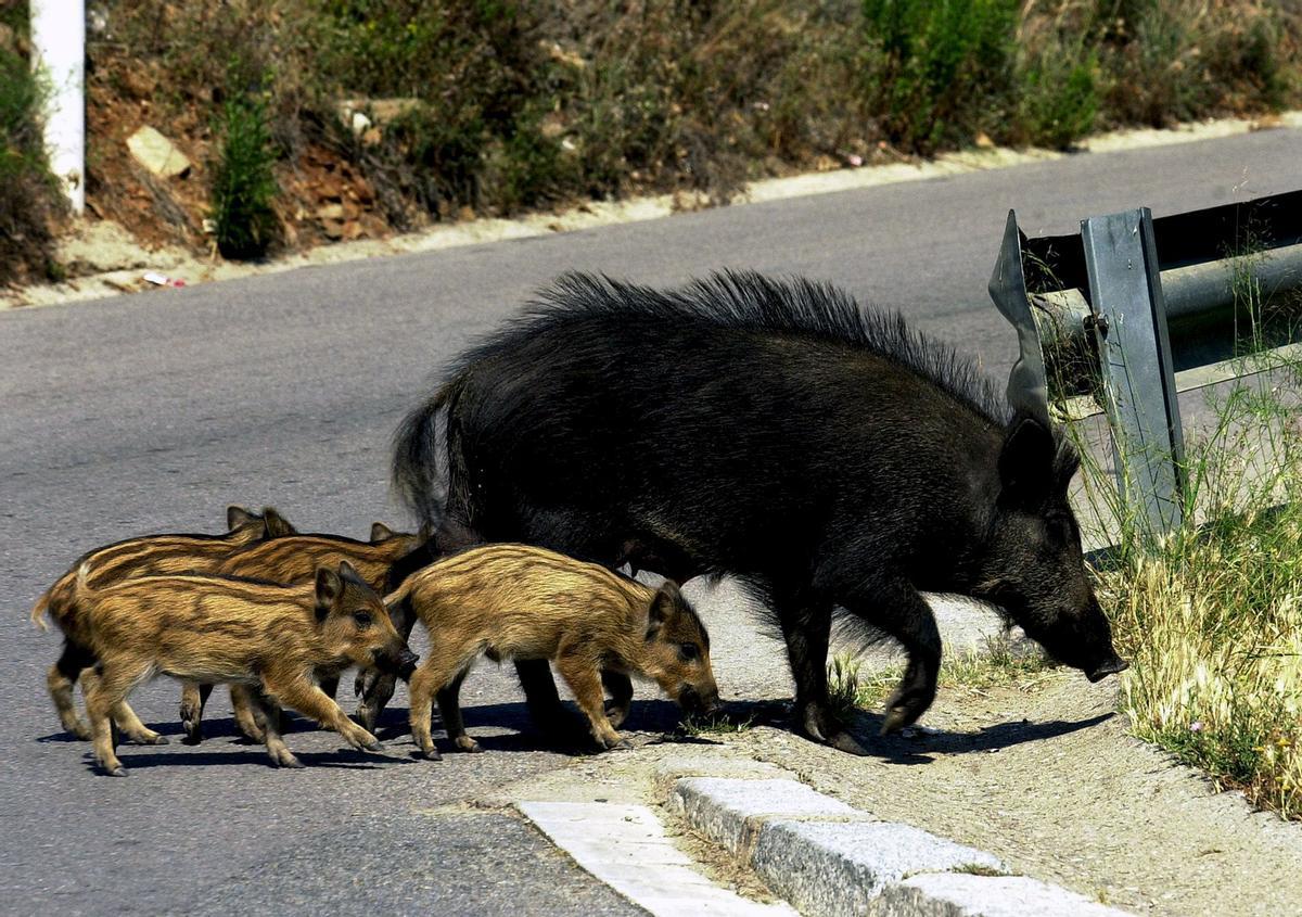 Una familia de jabalís cruza una carretera
