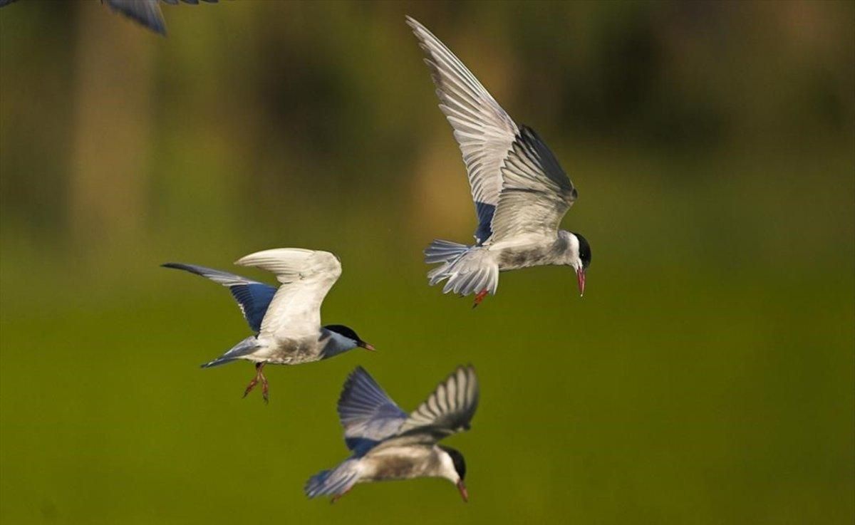 Pájaros en el Delta de l’Ebre. Pájaros en el Delta de l’Ebre.