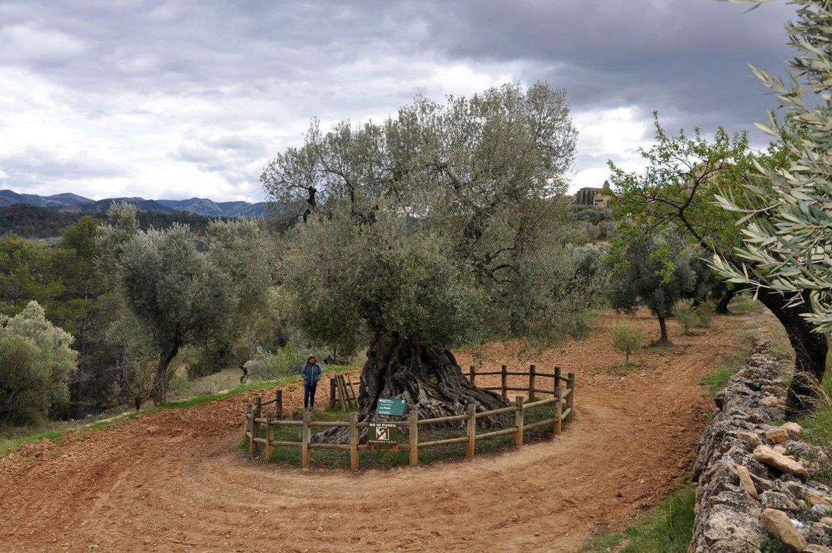 Viatge al suc de l'oliva Viatge al suc de l'oliva