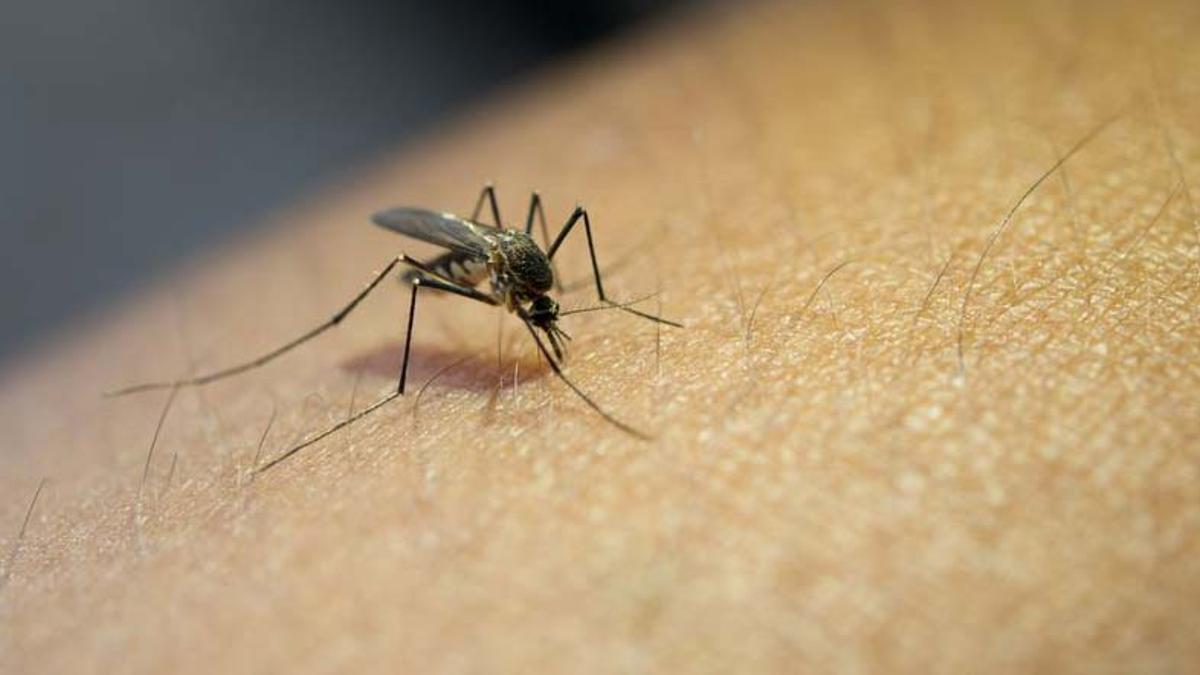 Els mosquits disminueixen un 20% aquest estiu a Barcelona