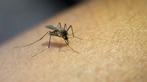 ¿Te amargan los mosquitos? Así es posible evitar que te piquen