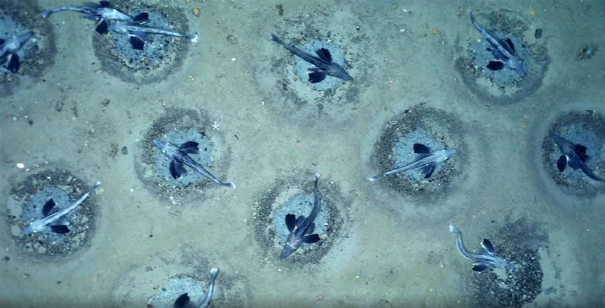 Hallan en la Antártida la mayor colonia de peces del mundo: 60 millones de nidos