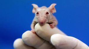 Un experiment aconsegueix revertir l’envelliment cel·lular en ratolins