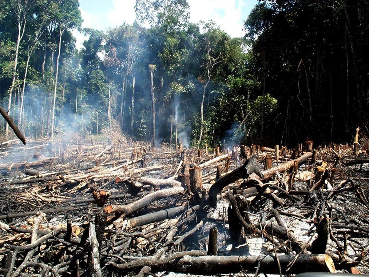 La Amazonía Perdió Casi 30 Millones De Hectáreas De Bosques Primarios