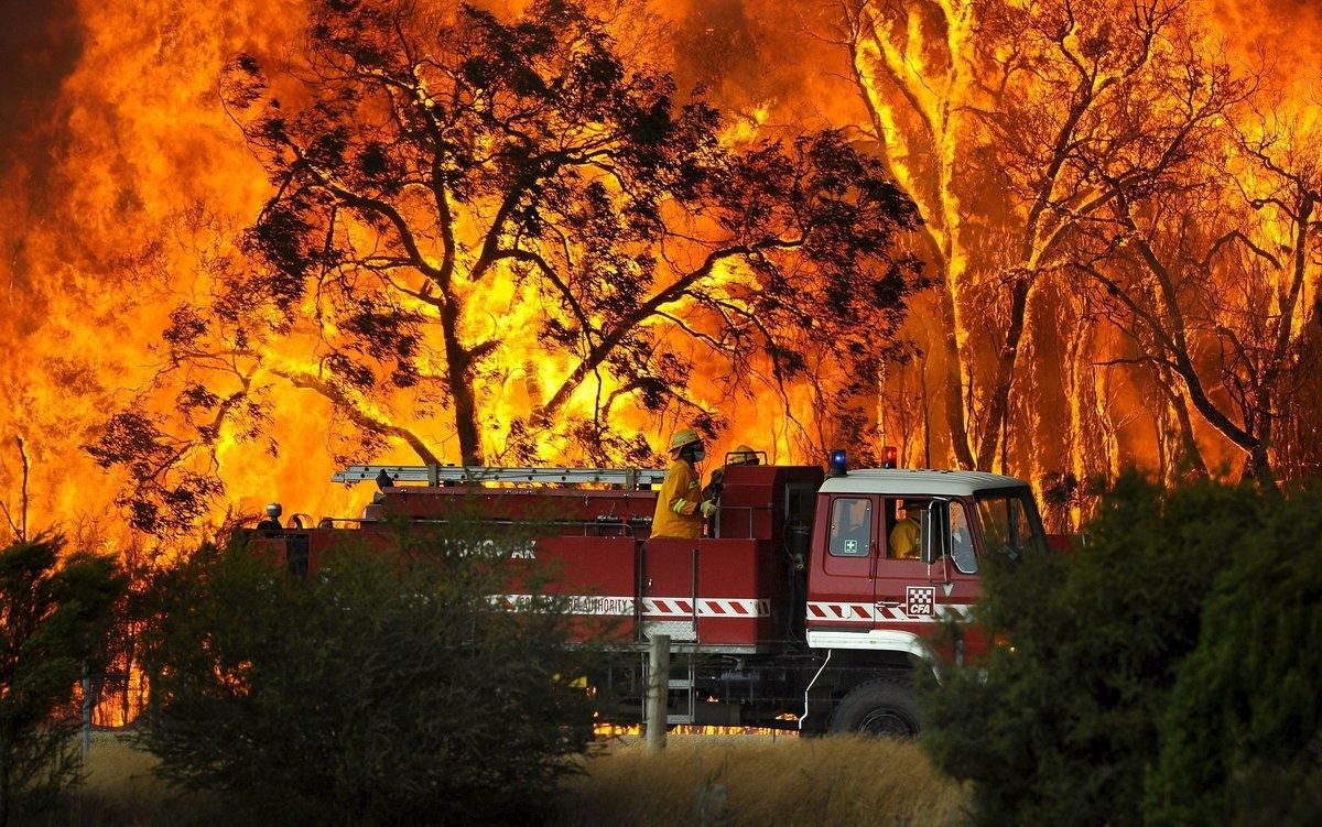 Al menos 480 millones de animales están siendo víctimas de esos devastadores incendios forestales. Al menos 480 millones de animales están siendo víctimas de esos devastadores incendios forestales.
