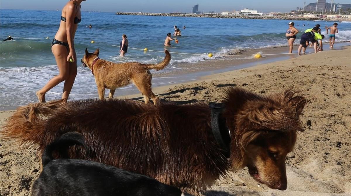 Perros, en la playa de Llevant de Barcelona, en julio del 2016.