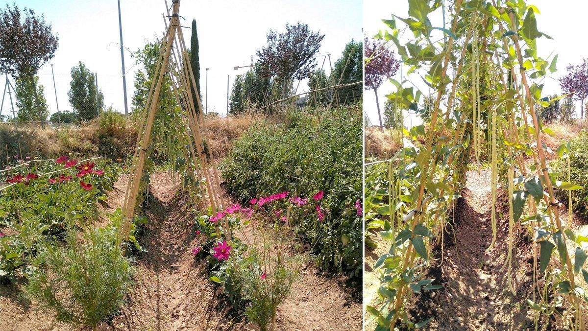 El Departament d'Agricultura aposta per la conservació de la biodiversitat cultivada El Departament d'Agricultura aposta per la conservació de la biodiversitat cultivada