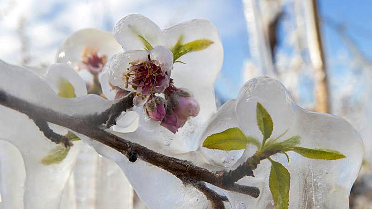 Así son los iglús de hielo que protegen del frío la flor de los frutales