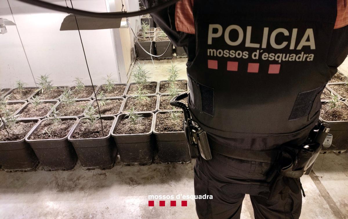 Un agente de los Mossos d’Esquadra custodia plantas de marihuana del caso ’Koman’ en Tarragona