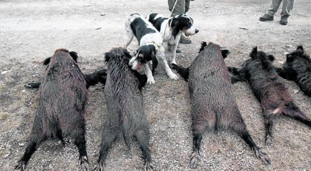 Dos perros olisquean los cuerpos sin vida de varios jabalís tras una jornada de caza en el Alt Empordà.