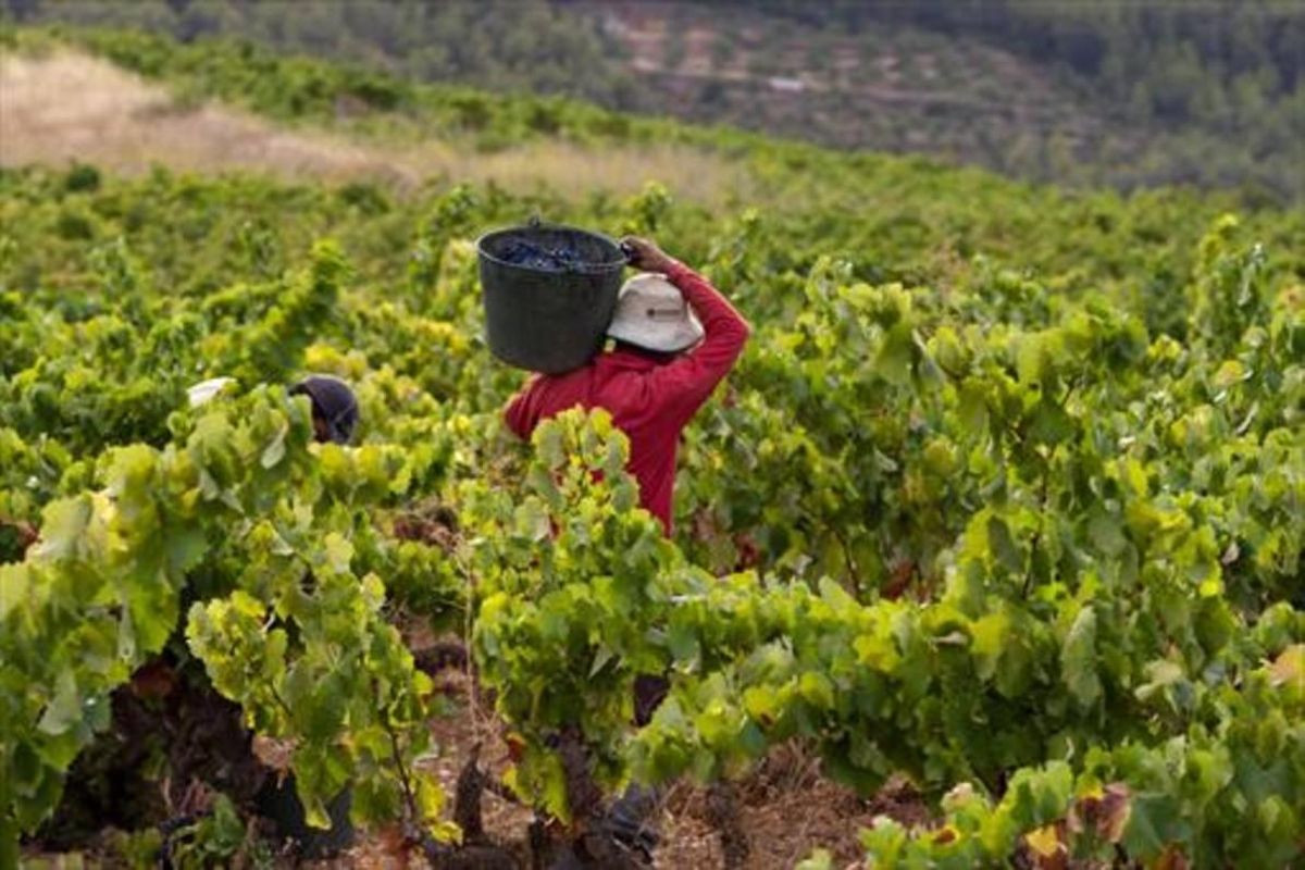 Vendimia en Capçanes, en el Priorat. Vendimia en Capçanes, en el Priorat.