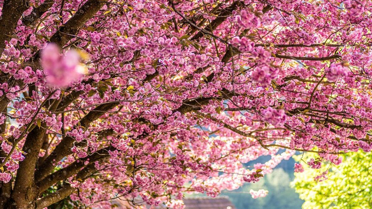 Comença la temporada del ‘sakura’, el fenomen de masses del cirerer al Japó