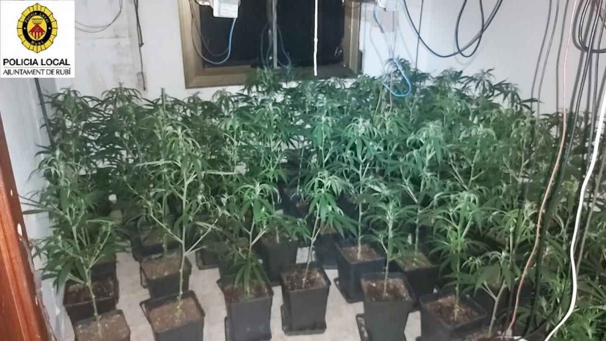 Imagen de las 186 plantas de marihuana confiscadas en un piso de Rubí Imagen de las 186 plantas de marihuana confiscadas en un piso de Rubí