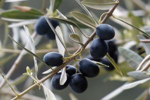 Aceite de orujo de oliva: ¿Disminuye el colesterol y la resistencia a la insulina?